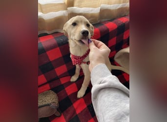 MELISSA - Zuhause gesucht