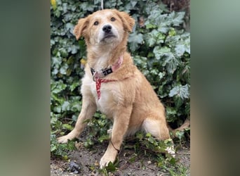 CRUMPET - verspielte Schönheit