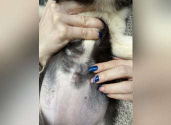 NALA - sanfte Seele sucht ihre Menschen