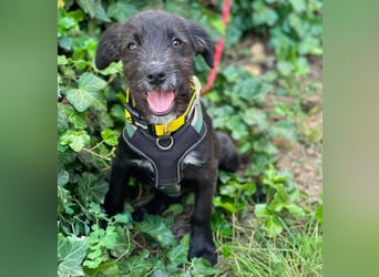 MILLIE - liebevolles Hundemädchen sucht ihr Zuhause