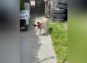 LENA - sanfte Seele sucht ihre Menschen