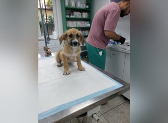 FRIEDA - Traumzuhause gesucht