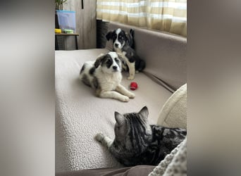 NALA - sanfte Seele sucht ihre Menschen