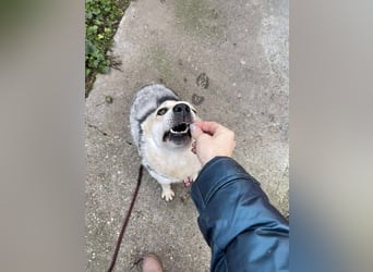 MAYA - sucht ihre Menschen