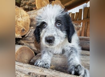 ARYA - zuckersüßes Hundekind