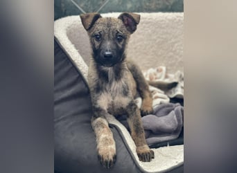 MAXI - liebevoller Hundebub