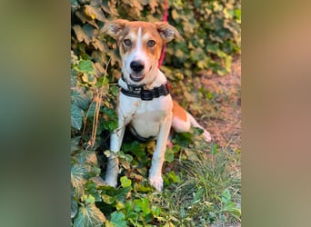 IVY - liebes Hundemädchen