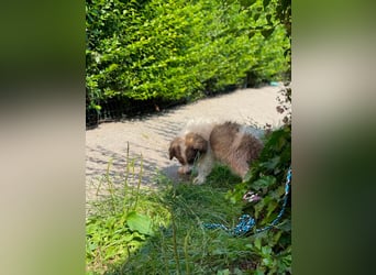 BRANDON - sucht seinen sicheren Hafen