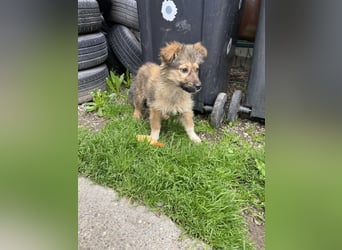 MARTHA - liebevolles Hundemädchen