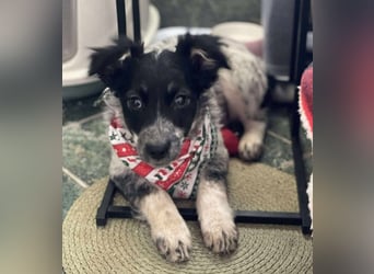 SADIE - Traumzuhause gesucht