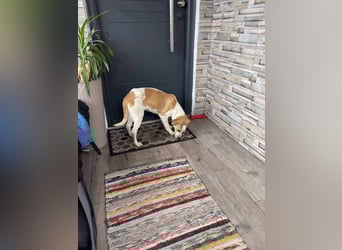 HANNAH - sucht ihre Menschen