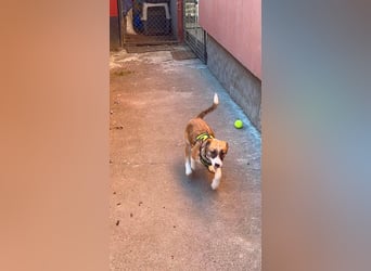 KOA - Traumzuhause gesucht
