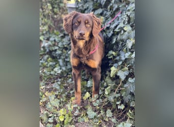 ROSIE - verspielte Schönheit