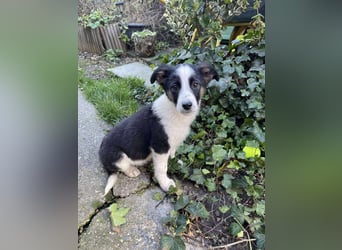 PATCH - Zuckerbub sucht seine Menschen