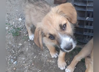 FRIEDA - Traumzuhause gesucht
