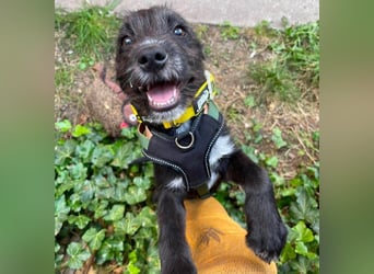 MILLIE - liebevolles Hundemädchen sucht ihr Zuhause