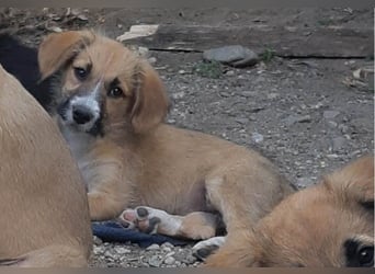 FRIEDA - Traumzuhause gesucht