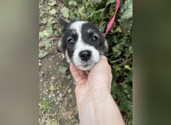 NALA - sanfte Seele sucht ihre Menschen