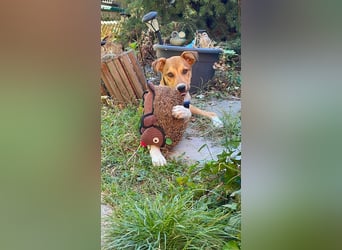 ROCKY - toller Hundebub
