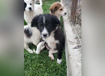 AGATHA - sucht ihr Für-immer-Zuhause