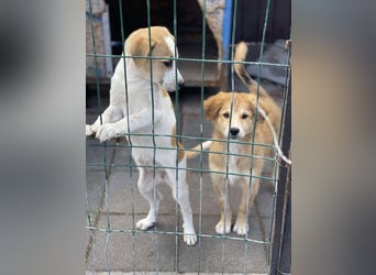 CRUMPET - verspielte Schönheit