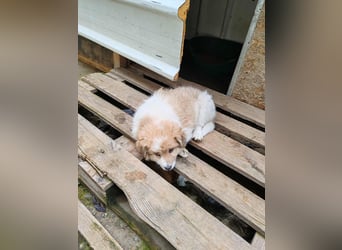 EDUARD - kleine Knutschkugel