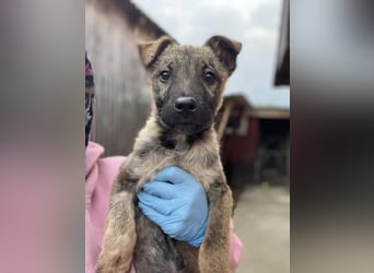 MAXI - liebevoller Hundebub