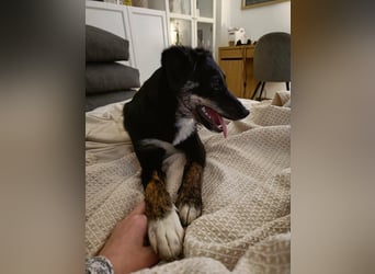 DORIS - Traumzuhause gesucht