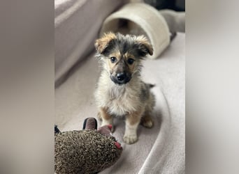 MARTHA - liebevolles Hundemädchen