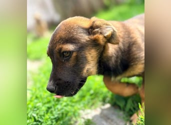 GOOFY - verspieltes Hundekind