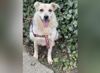 MAYA - sucht ihre Menschen