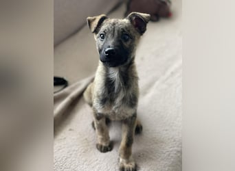 MAXI - liebevoller Hundebub