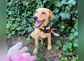 AMBER - tolles Hundemädchen