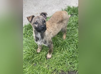 MAXI - liebevoller Hundebub