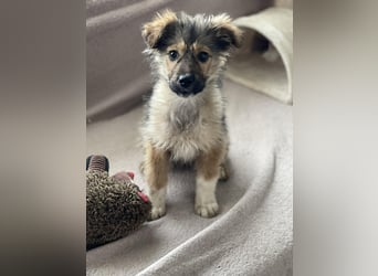 MARTHA - liebevolles Hundemädchen