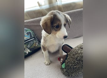 PEER - sanfte Seele sucht seine Menschen *reserviert*