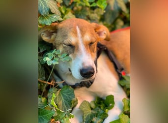 IVY - liebes Hundemädchen