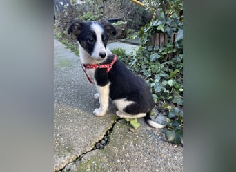 PATCH - Zuckerbub sucht seine Menschen