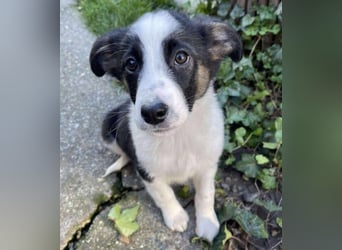 PATCH - Zuckerbub sucht seine Menschen