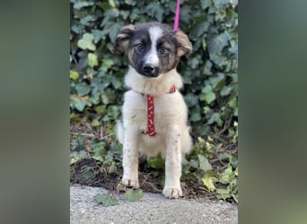 SUKI - hübsche Hundedame