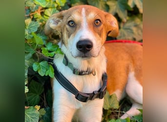 IVY - liebes Hundemädchen