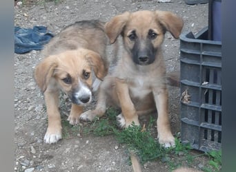 FRIEDA - Traumzuhause gesucht