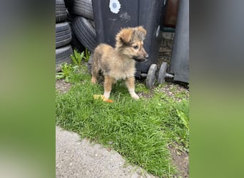 MARTHA - liebevolles Hundemädchen