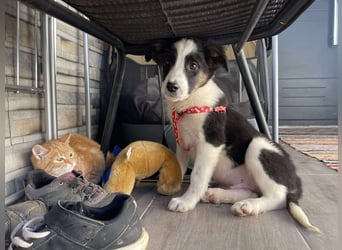 PATCH - Zuckerbub sucht seine Menschen