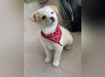 PRESTON - Zuckerbub sucht seine Menschen *reserviert*