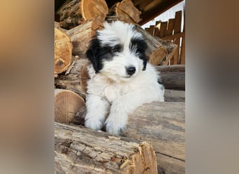 LOTTE - Traumzuhause gesucht