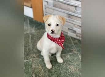 PRESTON - Zuckerbub sucht seine Menschen *reserviert*