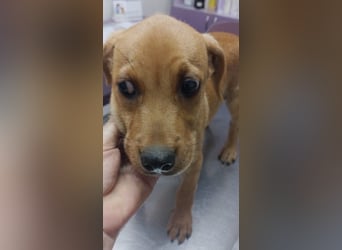 LOKI - kleiner Zuckerschatz sucht seine Menschen