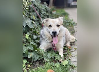 MAYA - sucht ihre Menschen