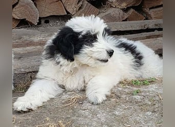 LOTTE - Traumzuhause gesucht